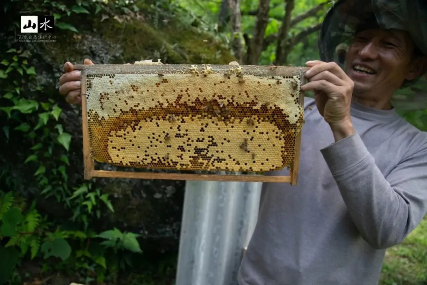 朝阳村蜂农照料蜂箱，蜜蜂进出采蜜